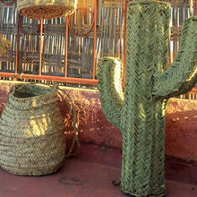 Cactus En Alfa